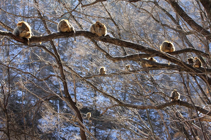 Golden Snub-nosed Monkey (Rhinopithecus roxellana) troop huddled up against each other to keep warm, Qinling Mountains, China