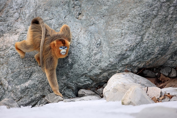 Golden Snub-nosed Monkey (Rhinopithecus roxellana) male climbing down rock, Qinling Mountains, China