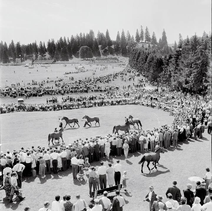 55e Marché-Concours de Saignelégier