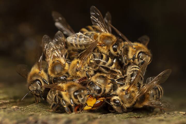 Abeilles contre frelon