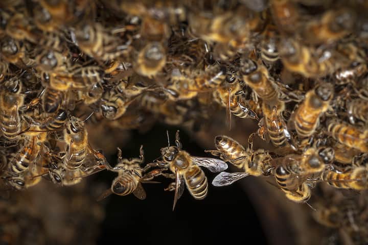 Abeilles en groupe