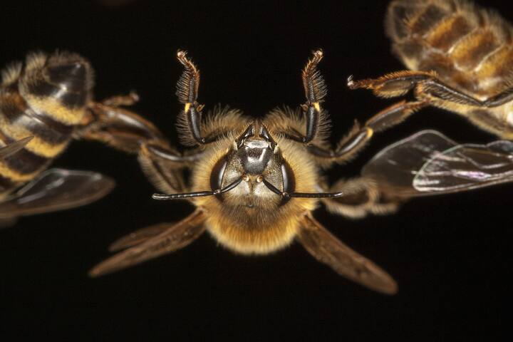 Abeilles rampantes