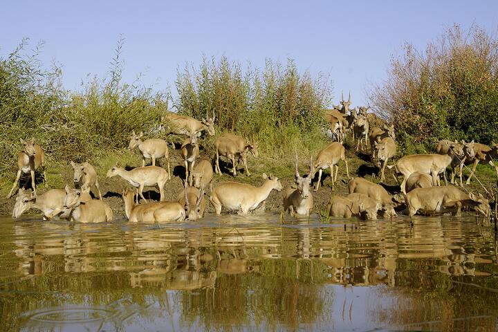 ANTILOPES SAÃGA, KAZAKHSTAN