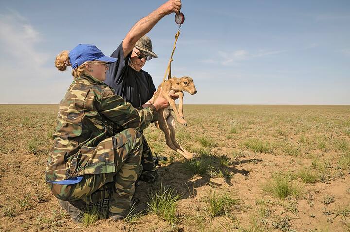 ANTILOPES SAÃGA, KAZAKHSTAN