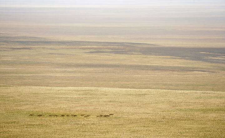 ANTILOPES SAÃGA, KAZAKHSTAN