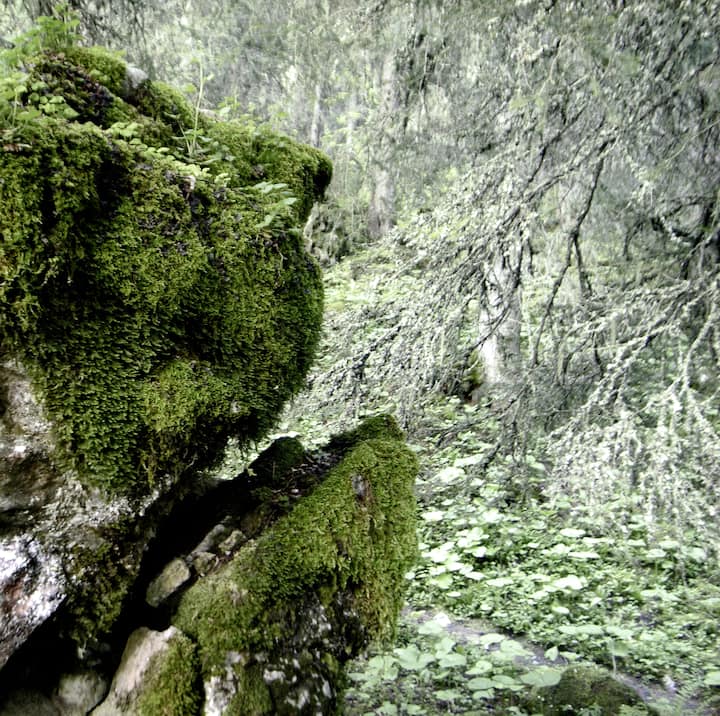 Arbres en forêt