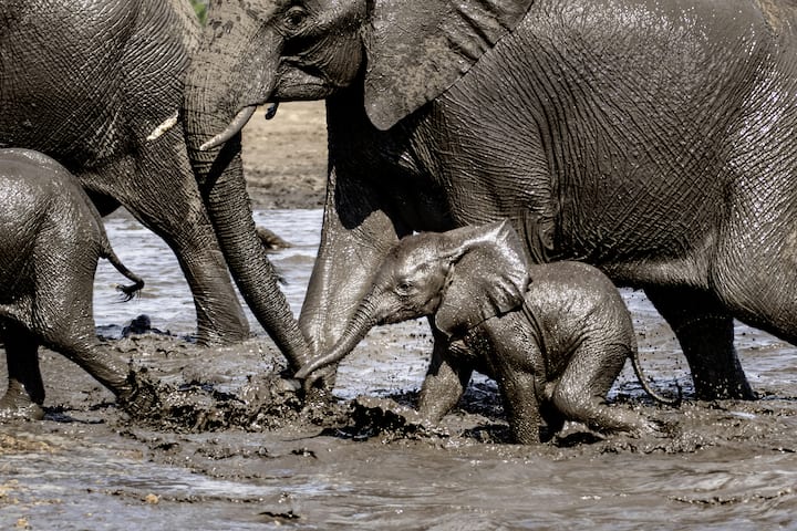 Bain de boue pour cette harde