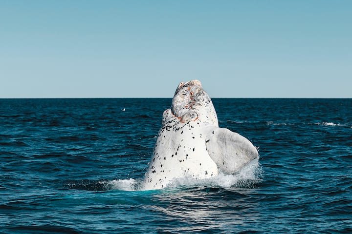 Southern Right Whale,Eubalaena australis, breaching, Nuevo Gulf, Valdes Peninsula, Argentina.