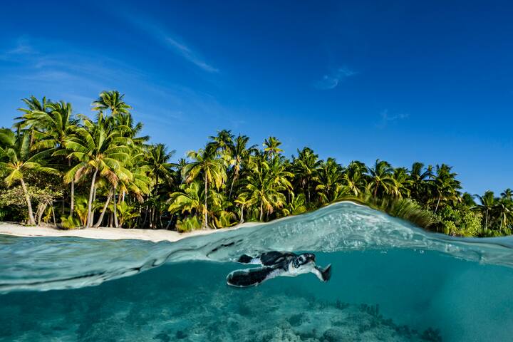 Bébé tortue sur l'atoll de Tétiroa