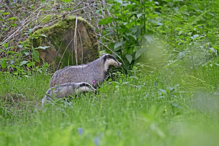 Blaireaux dans les montagnes jurassiennes.