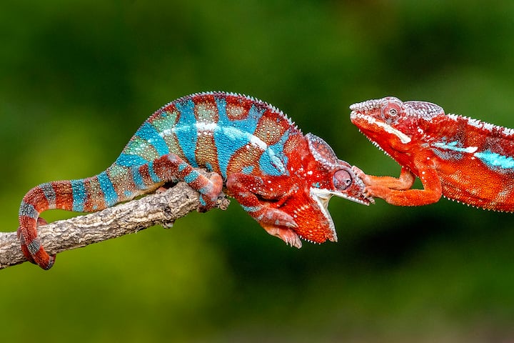 Caméléon panthère