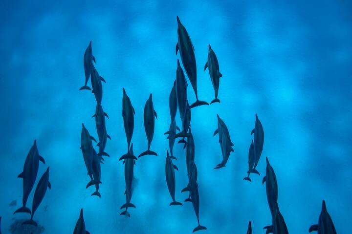 Dauphins en mer Rouge