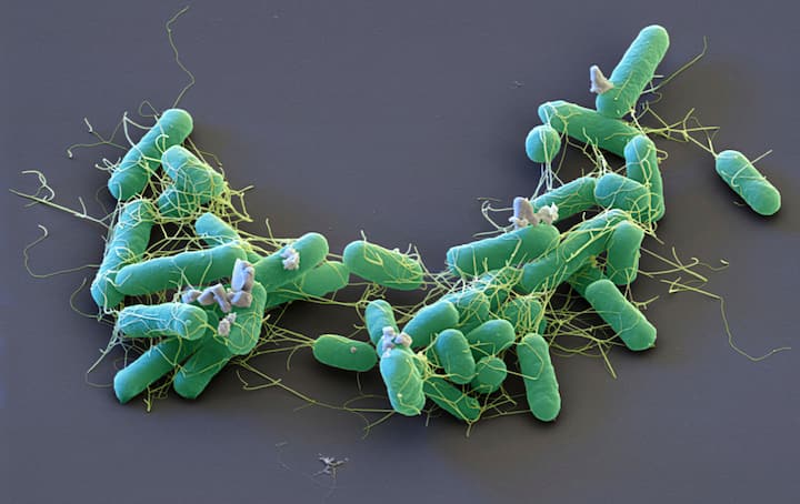 Salmonella enterica bacteria, SEM