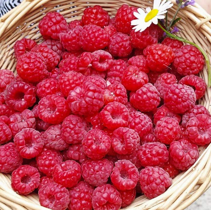 La ferme aux framboises