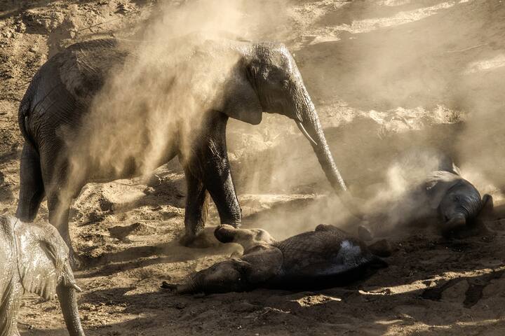 Des éléphants se couvrent de sable pour se protéger des parasites.