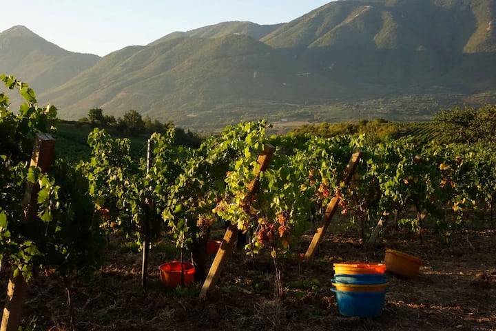 Campani Laguardiense