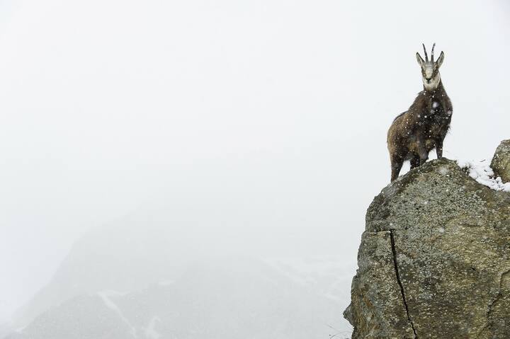 Alpine chamois (Rupicapra rupicapra). Valsavarenche, Gran Paradiso National Park, Valle d'Aosta, Italy