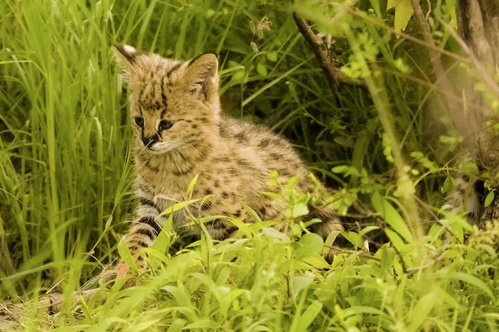 Bébé serval curieux et en pleine découverte dans les hautes herbes du Masai Mara en zone humide - Kenya, Afrique / Serval cub curious and discovering in the tall grass of the Masai Mara in a wetland - Kenya, Africa / Leptailurus serval