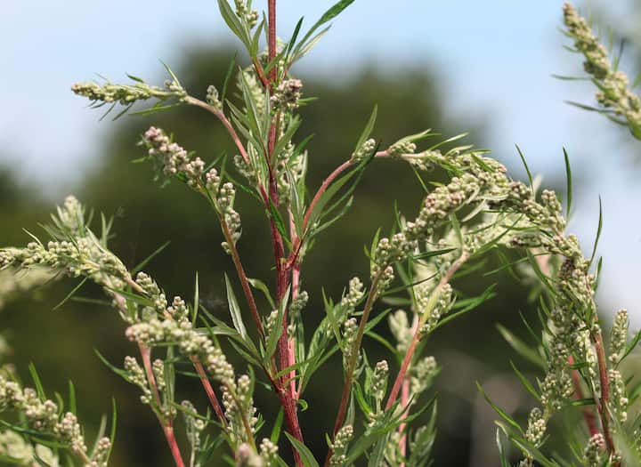 plantes