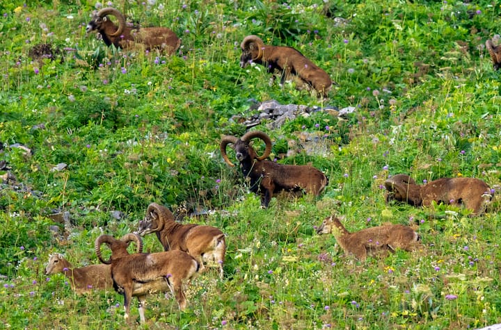 Mouflons