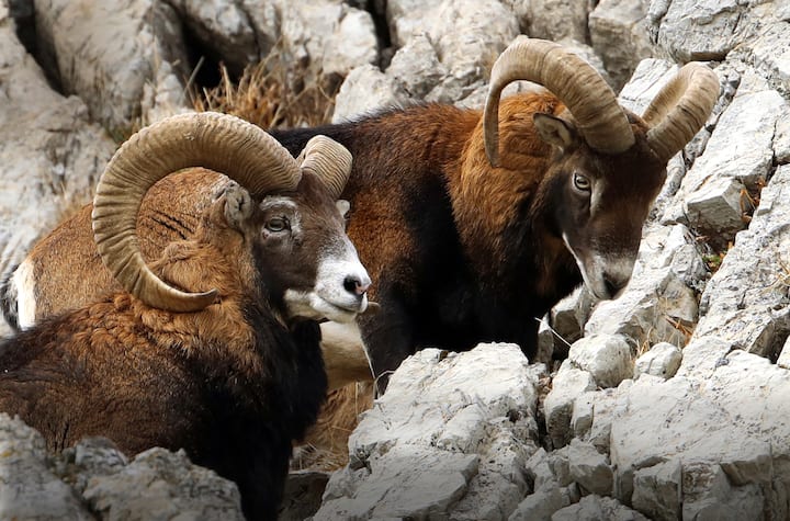 Mouflons
