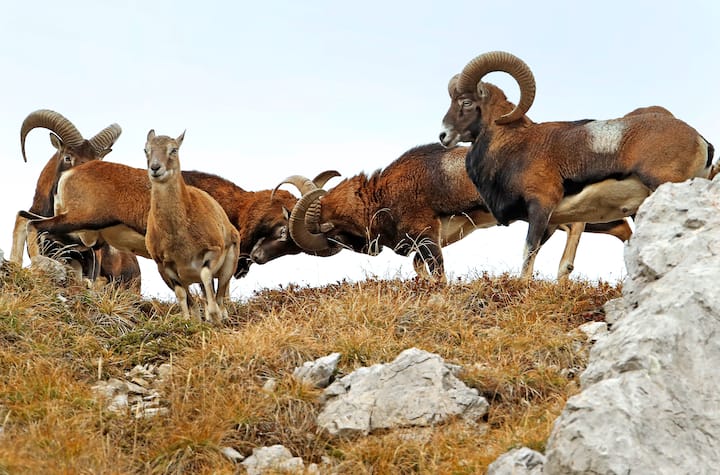 Mouflons