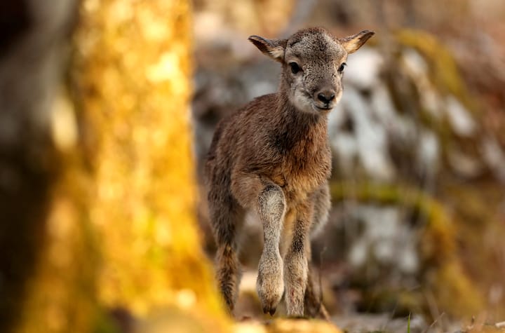 Mouflons