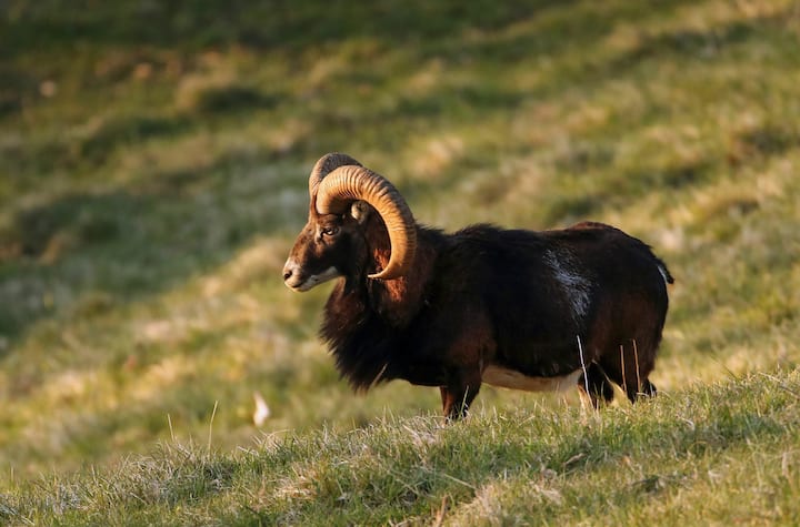 Mouflons