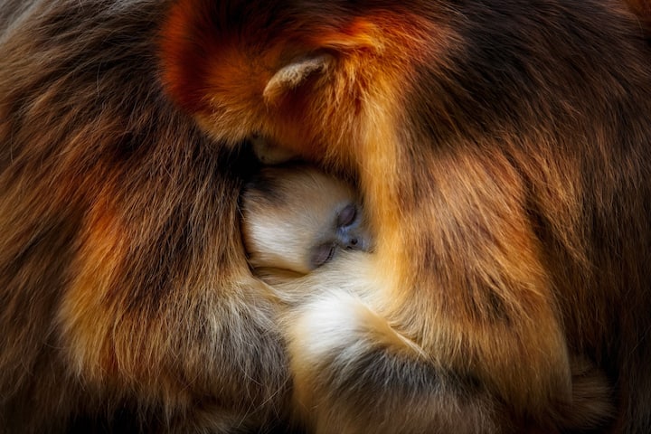animaux