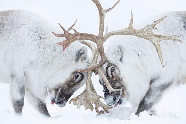 animaux