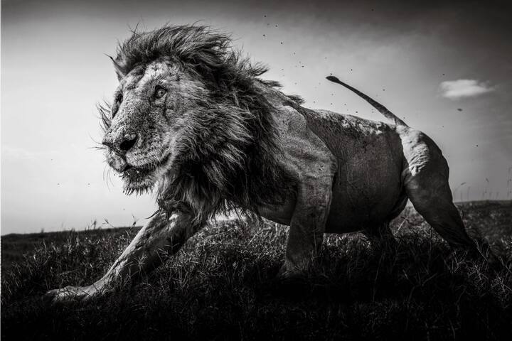 animaux