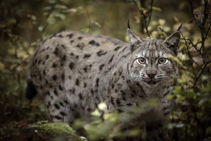 Lynx