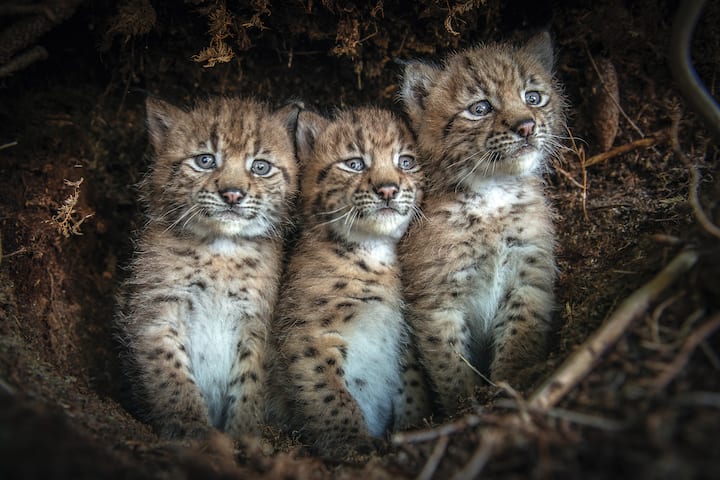 Lynx