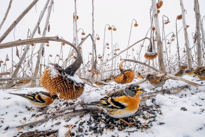 oiseaux