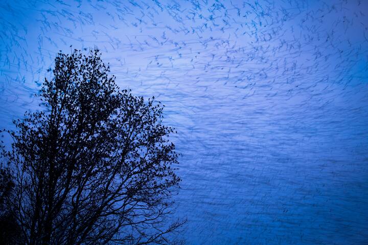 oiseaux
