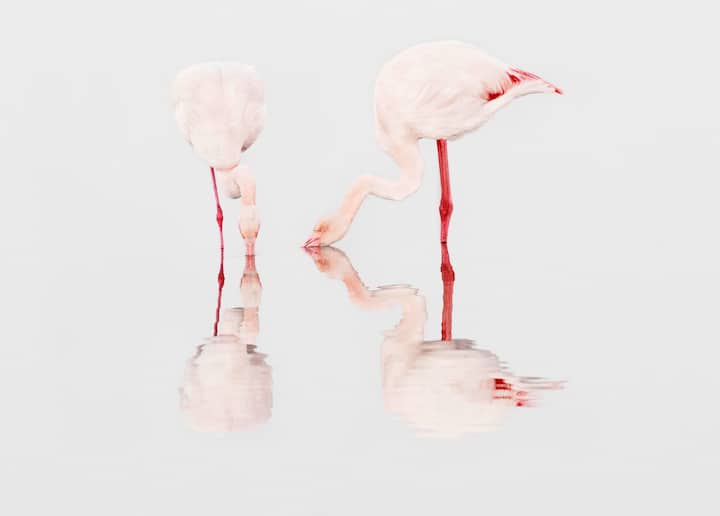 flamants