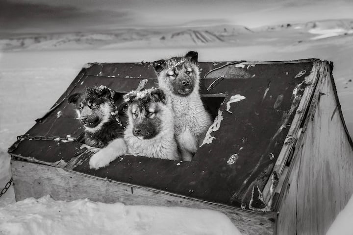 huskies
