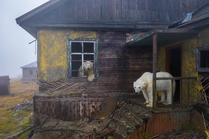 Ours polaire