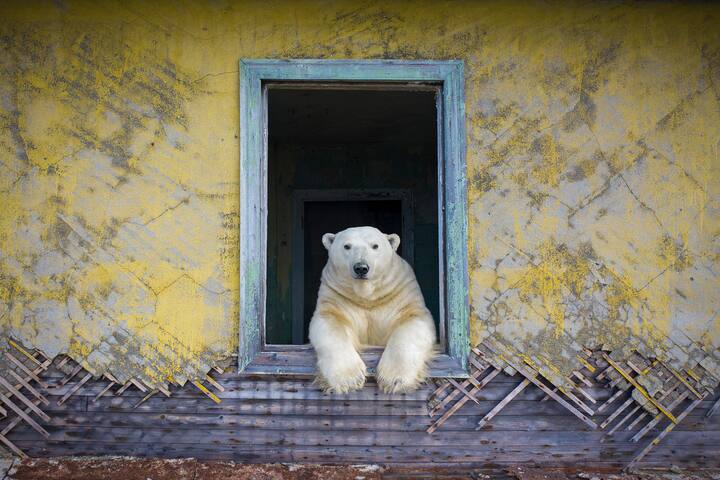 Ours polaire