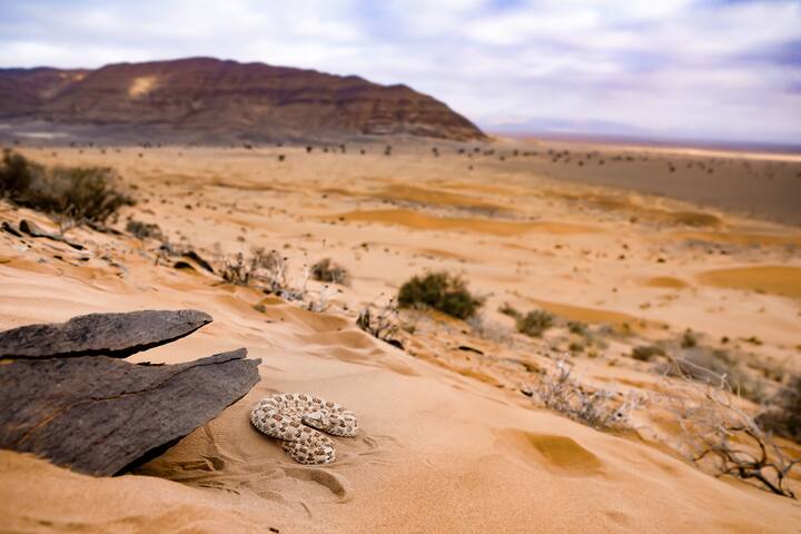 La vipère à cornes dans le désert marocain