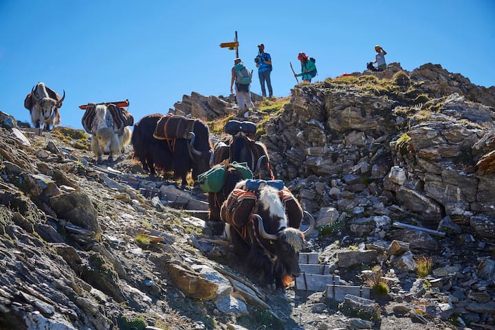 Pionnière de l'élevage de yaks en Europe, Rosula Blanc organise des treks dans le Val d'Hérens en Valais
