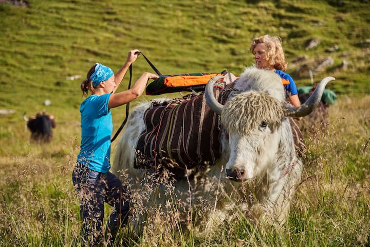 Pionnière de l'élevage de yaks en Europe, Rosula Blanc organise des treks dans le Val d'Hérens en Valais