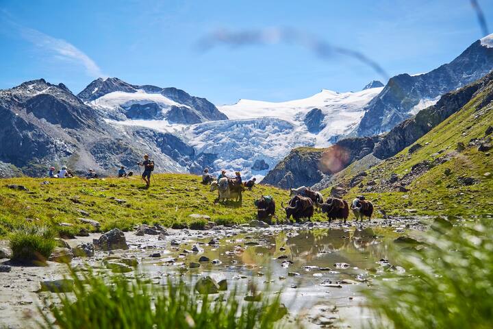 Pionnière de l'élevage de yaks en Europe, Rosula Blanc organise des treks dans le Val d'Hérens en Valais