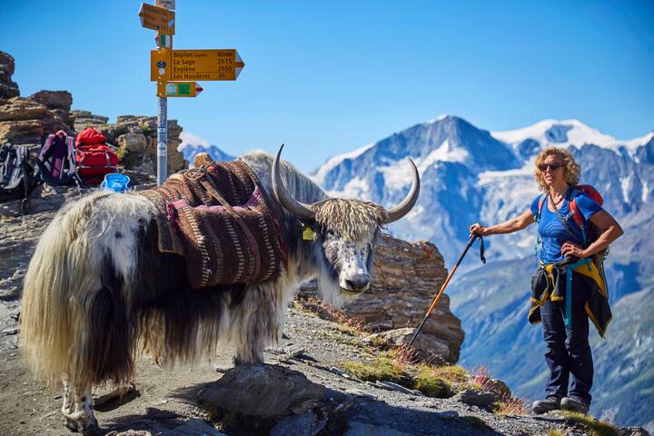 Pionnière de l'élevage de yaks en Europe, Rosula Blanc organise des treks dans le Val d'Hérens en Valais