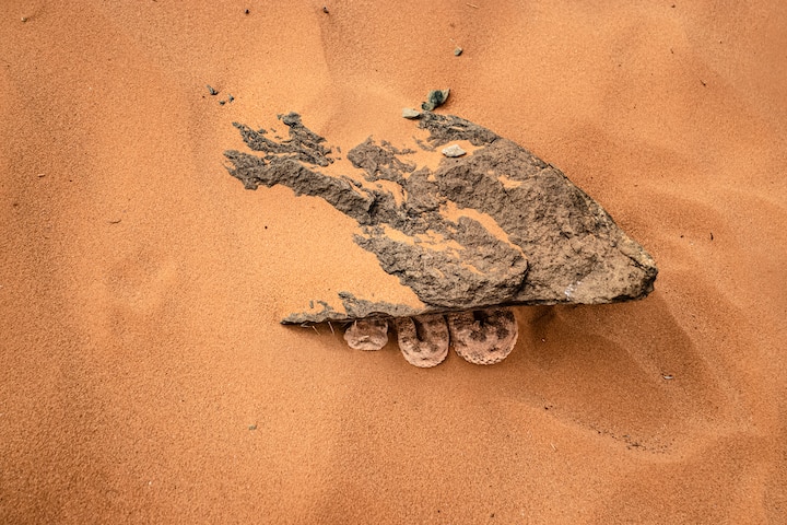 Une vipère à cornes terrée dans le désert marocain.