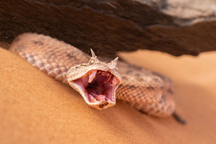 Une vipère à cornes terrée dans le désert marocain.