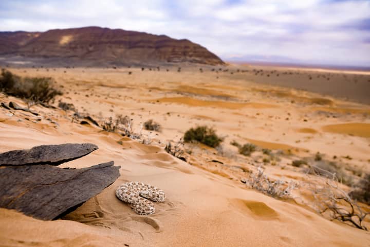Une vipère à cornes terrée dans le désert marocain.