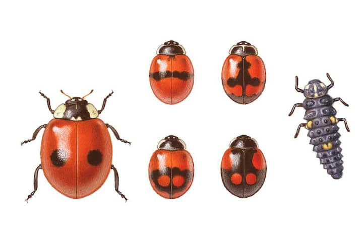 Coccinelle