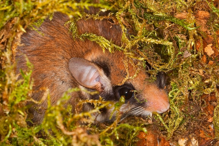 lérot