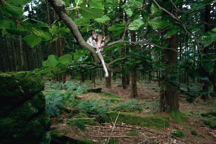 lérot
